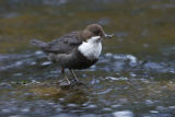 Dipper 